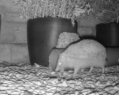Country diary: Drama on the trail cam – this is Somerset’s version of a snow leopard