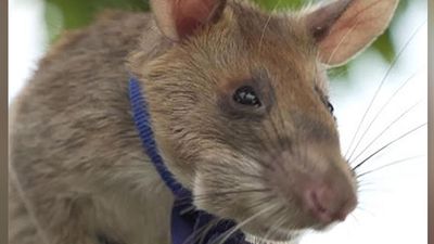 Hero rats tasked with detecting contaminated soil