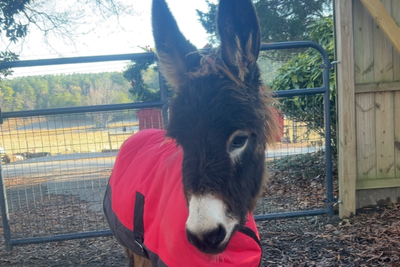 Cop sued after shooting beloved pet donkey dead during search for missing girl