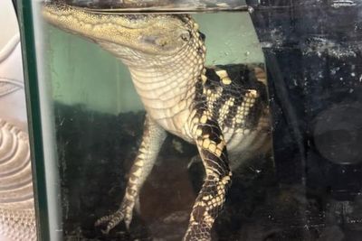 Inside luxury LA ‘stash house’ where agents found alligator, guns and fentanyl
