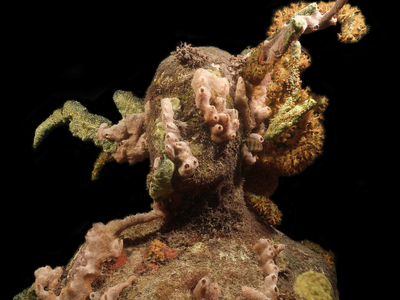 In 2006, an artist installed 75 human figures off Grenada after a hurricane damaged its reefs; corals later colonized them alongside parrotfish, shrimp and fireworms