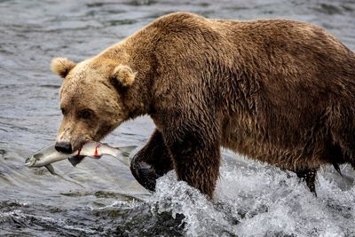 Sleeping teen and woman in a tent attacked by bears in Colorado