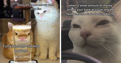 “Of Course Cats”: 70 Hilarious Memes For Every Mood