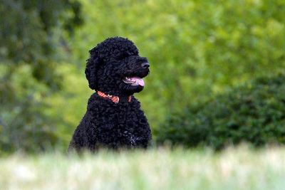 Barack Obama announces death of ‘cherished’ family dog