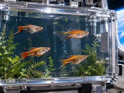 In 1998, scientists sent 4 pregnant swordtail fish and 200 babies into space; near the end of the mission, the fish suddenly began swimming in continuous loops