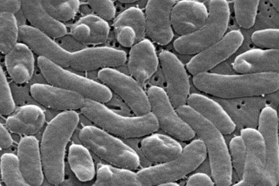 Fourth person dead from ‘flesh-eating’ bacteria linked to eating raw oysters