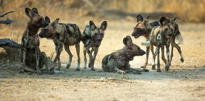 3 African wild dogs travelled over 4,000km to find mates – why that’s good news for the endangered species