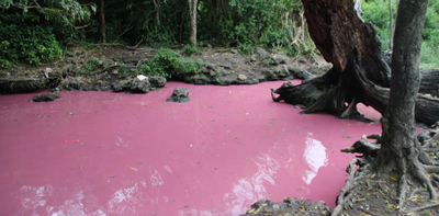 Sacred springs of South Africa: pure waters or polluted? We found tiny bits of plastic in the samples we tested