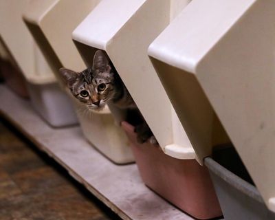 Are you cleaning your cat litter box correctly?