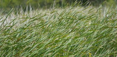 Climate change is making it easier for invasive species to succeed