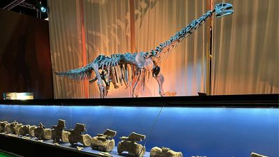 150-million-year-old giant long-necked dinosaur fossils found in Spain