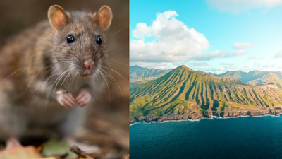 In 2008, rats were removed from Hawadax Island; seabirds and kelp returned