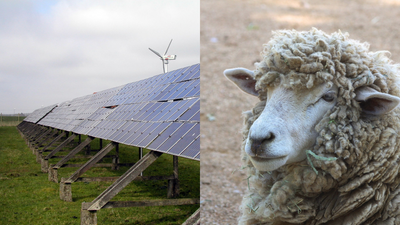Sheep Prefer Solar Shade: Brazilian experiment finds panels beat cloth; reduced radiant heat load