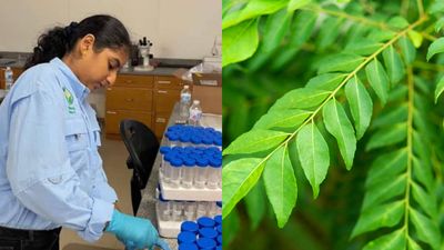 17-year-old builds curry leaf treatment and AI tool to fight citrus greening