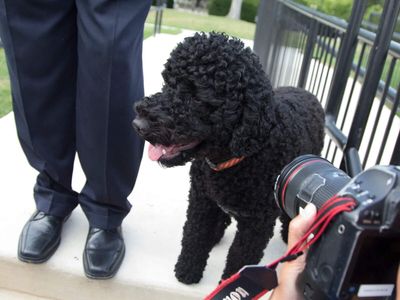 'Cherished member': Sunny Obama, the former first family’s beloved dog, dies at 13 as Barack Obama shares emotional tribute