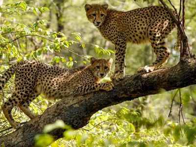 Four years of Project Cheetah: 52 thriving, 32 born in India