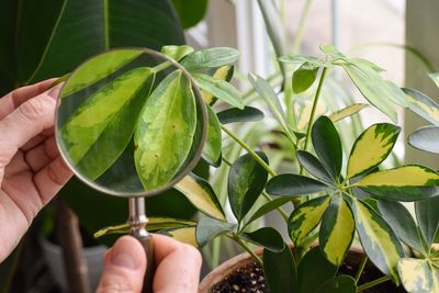 This Tiny Pest Can Hitchhike Indoors on Your Houseplants This Fall