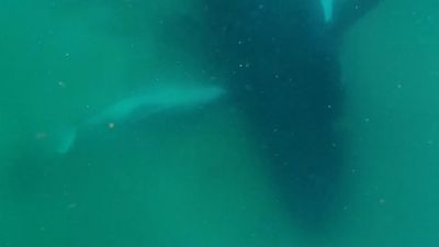 Mother whale's heartbreaking moment with stillborn calf