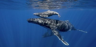 Weeping whales: why one humpback whale mother stayed beside her dead newborn