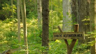 Anonymous donor gives Cincinnati $1.8 million for city’s biggest forest restoration in decades