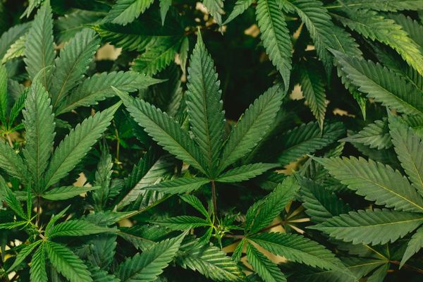 Siskiyou Sheriff Warns of Alleged Chinese-Linked Cannabis Network Amid Violence, Water Theft and $2bn Trade Claims