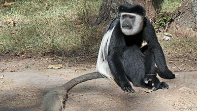 Kenya moved 22 colobus monkey groups to Karura Forest; 109 births followed
