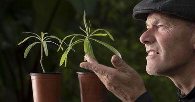 How seedlings from the world's last surviving wild 'tree daisy' ended up in Scotland