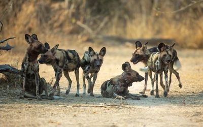 ‘Like a Disney movie’: Three wild dog brothers make Africa’s longest journey