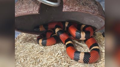 Large haul of exotic reptiles seized from suburban home