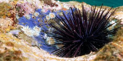Why the story of urchin barrens and kelp forests is more complex than we thought