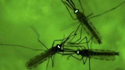 Frankfurt issues malaria warning after two new cases