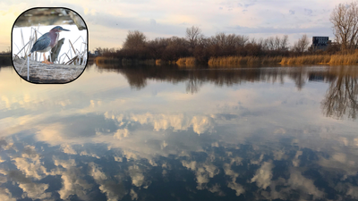 Buffalo transformed a 264-acre dump in 1976; 50 years later, 260+ bird species are recorded