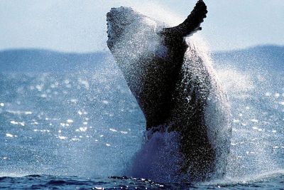 Stunning video captures mother whale grieving still born child: ‘She remained close to the calf’