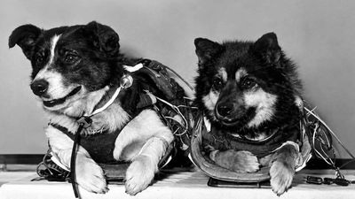 Kosmos 110 Mission: dogs Veterok and Ugolyok endure 21–22 days in orbit; study prolonged weightlessness