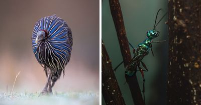 25 Winning Photos From The Biaza Photo Competition 2026 Celebrating Animal Conservation In Zoos