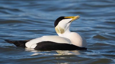 Island Becomes Private Reserve: One man restores Île aux Pommes; eider colony now thrives
