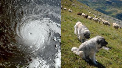 Barbuda Evacuation: Hurricane Irma left animals stranded; dogs turned feral, farms suffered