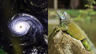 Iguanas Raft To Anguilla: scientists track 200-mile hurricane voyage; study reshapes island origins