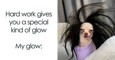 54 Hilarious Dog Memes That Prove Dogs Are Natural-Born Comedians, As Shared By This Page