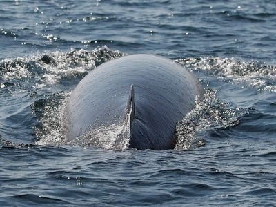 Rescuers free 18-foot Minke Whale entangled in rope after dragging fishing gear for 40 miles off cape cod