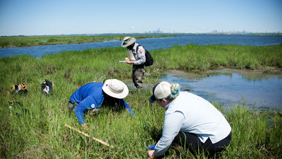 New York City volunteers planted 20,000 marsh seedlings in 2003; 80% were healthy by 2005