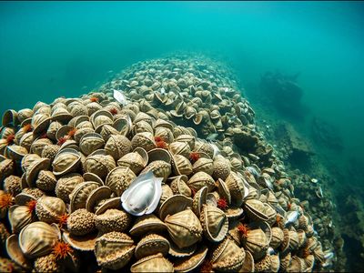 New York has already restored 200 million oysters. Now it wants 1 billion back in its harbor