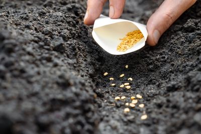 5 Red Flags an Online Seed Seller May Not Be Legitimate
