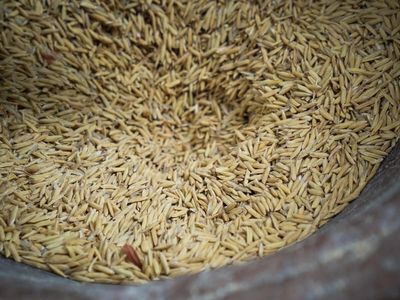 The rice on your plate may affect blood sugar differently than you think — scientists find black and green varieties contain unusual fats and slower-digesting starch