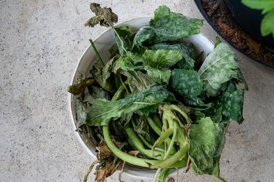 Powdery Mildew Is Everywhere This Fall — Can Those Leaves Go in Compost?