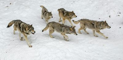 B.C.’s militarized wolf cull is a misguided approach to a complex issue