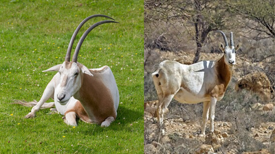 Only 25 oryx returned to Chad in 2016; the population now exceeds 600
