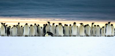 Imagine newsletter: penguins, satellites and pink poo