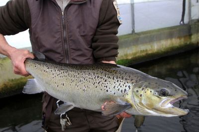 Endangered salmon may soon swim freely up a Maine river, but a comeback isn’t guaranteed
