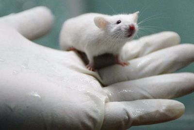 Scientists develop a new way to test autism & epilepsy treatments: Why traditional mice cannot explain complex human brain disorders
